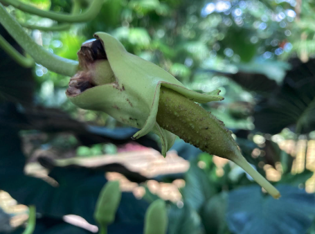 Young sausage tree fruit, small and green