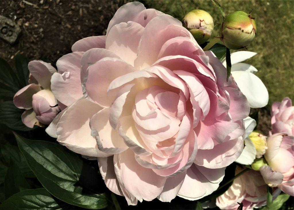 Mrs. Franklin D. Roosevelt peony Mrs. Franklin D. Roosevelt peony