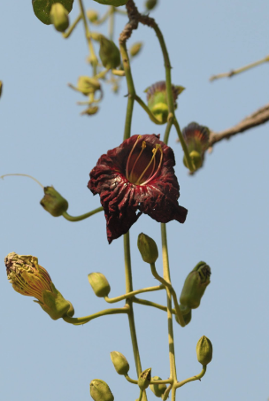 Red Sausage tree flower