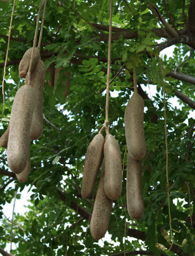 It Takes Two Trees to Bear Sausages  Matthaei Botanical Gardens & Nichols  Arboretum