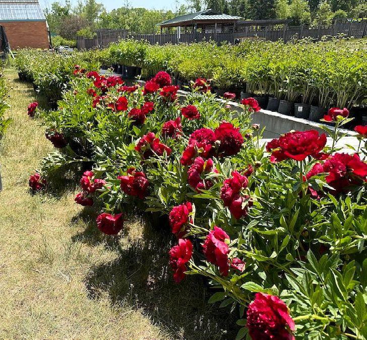 row of red peony plants in pots for sale