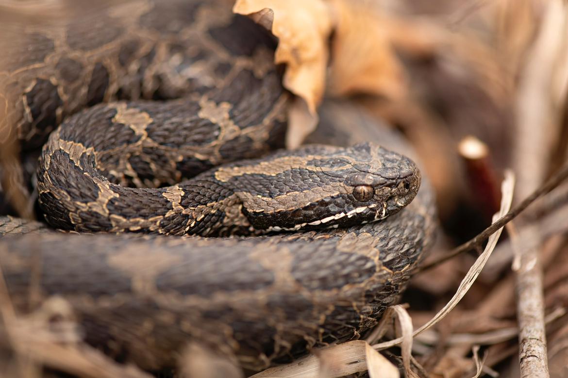 Profile view of an Eastern massasauga rattlesnake among brown leaves