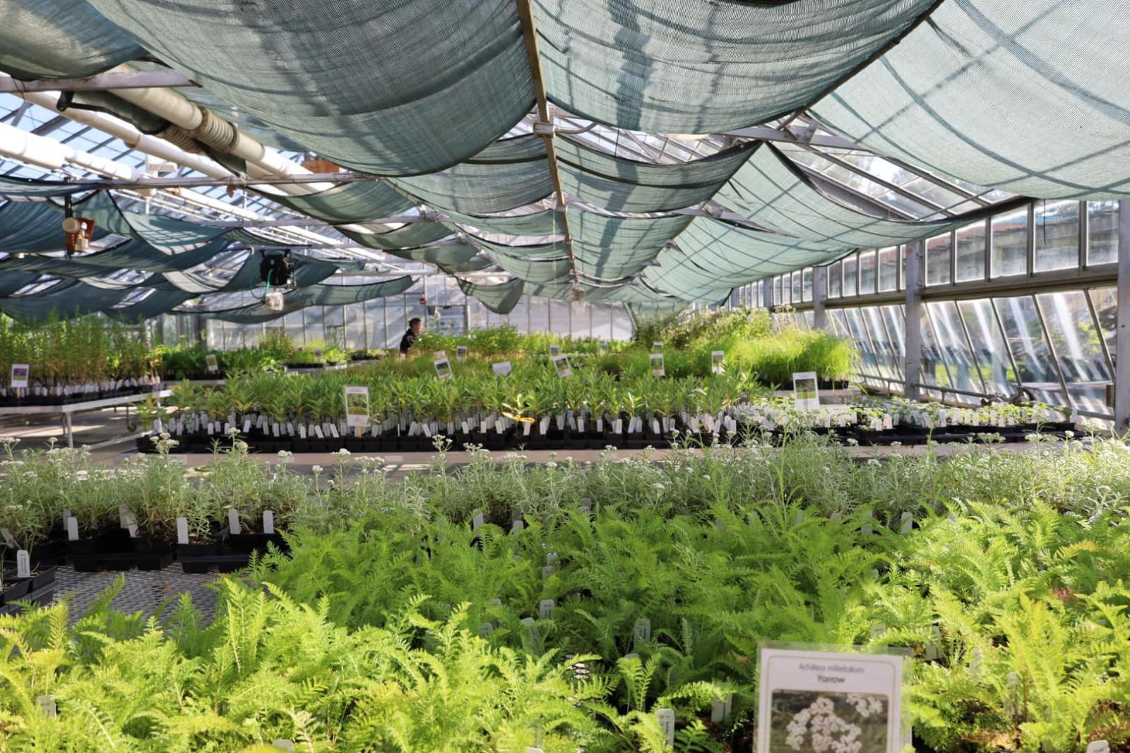 Native plant sale, rows of plants in a greenhouse