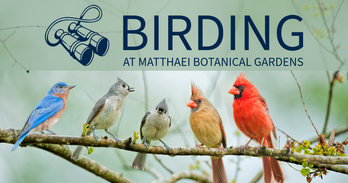 FIVE birdds on a branch text above reads birding at matthaei botanical gardens 