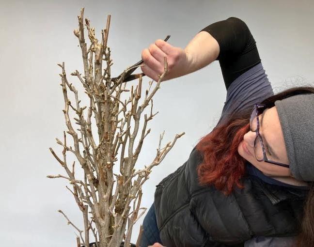 carmen trims a leafless bonsai tree