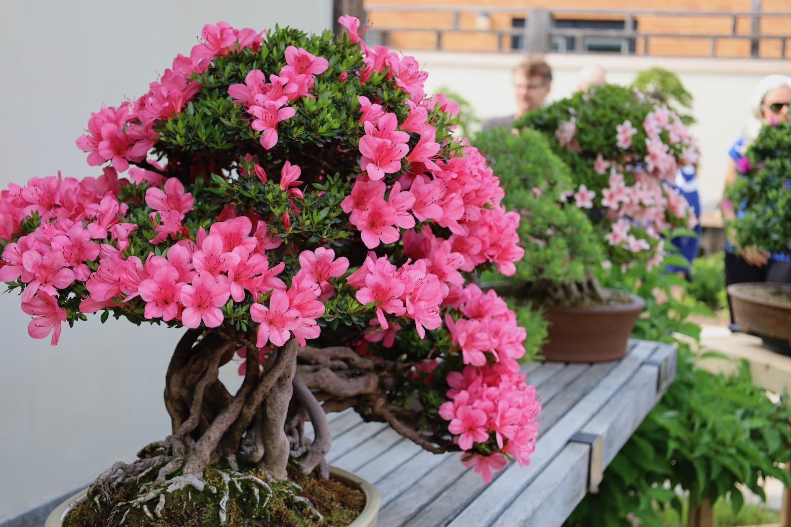 pink flowering bonsai