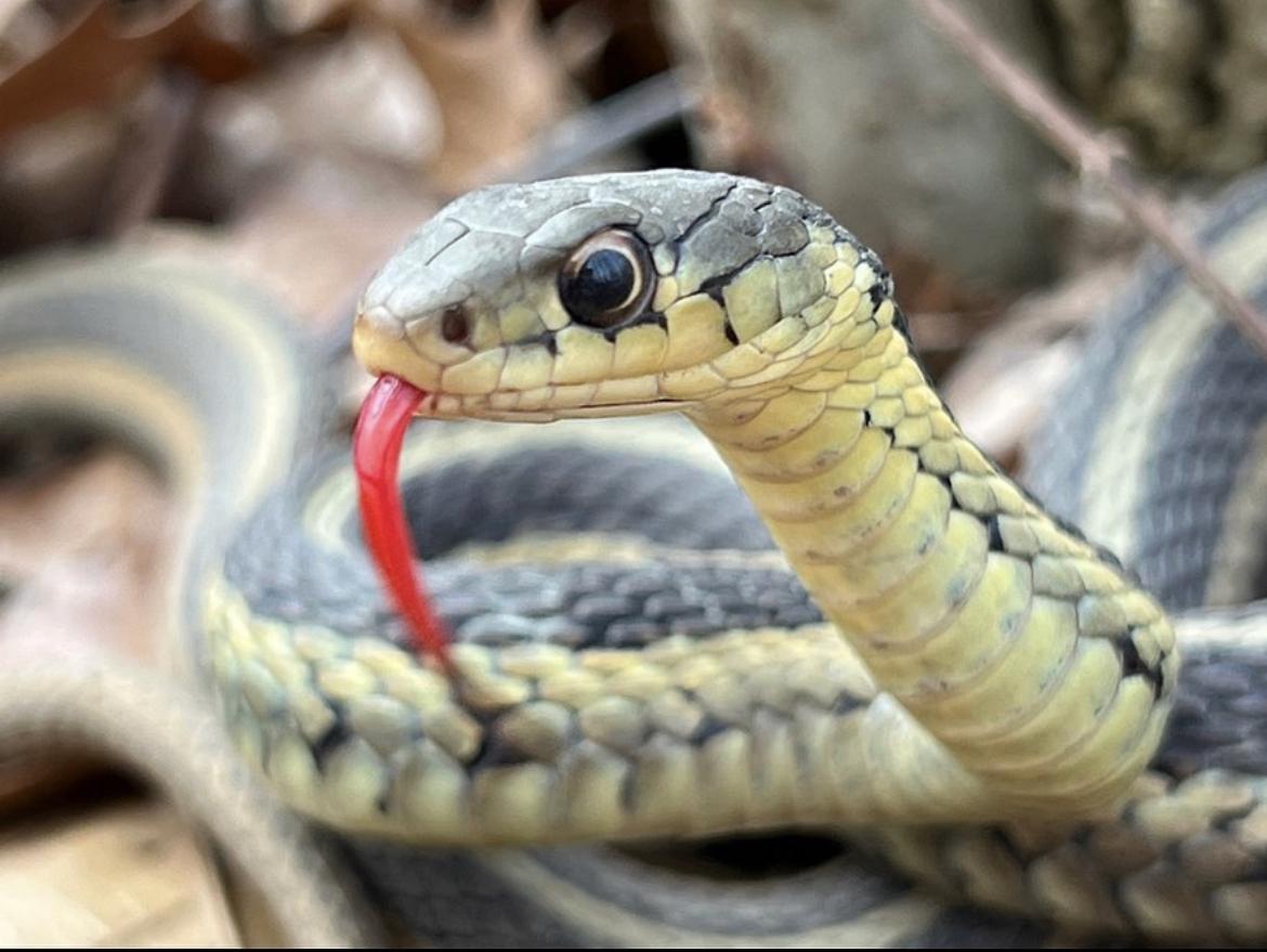 Eastern garter snake with tongue out