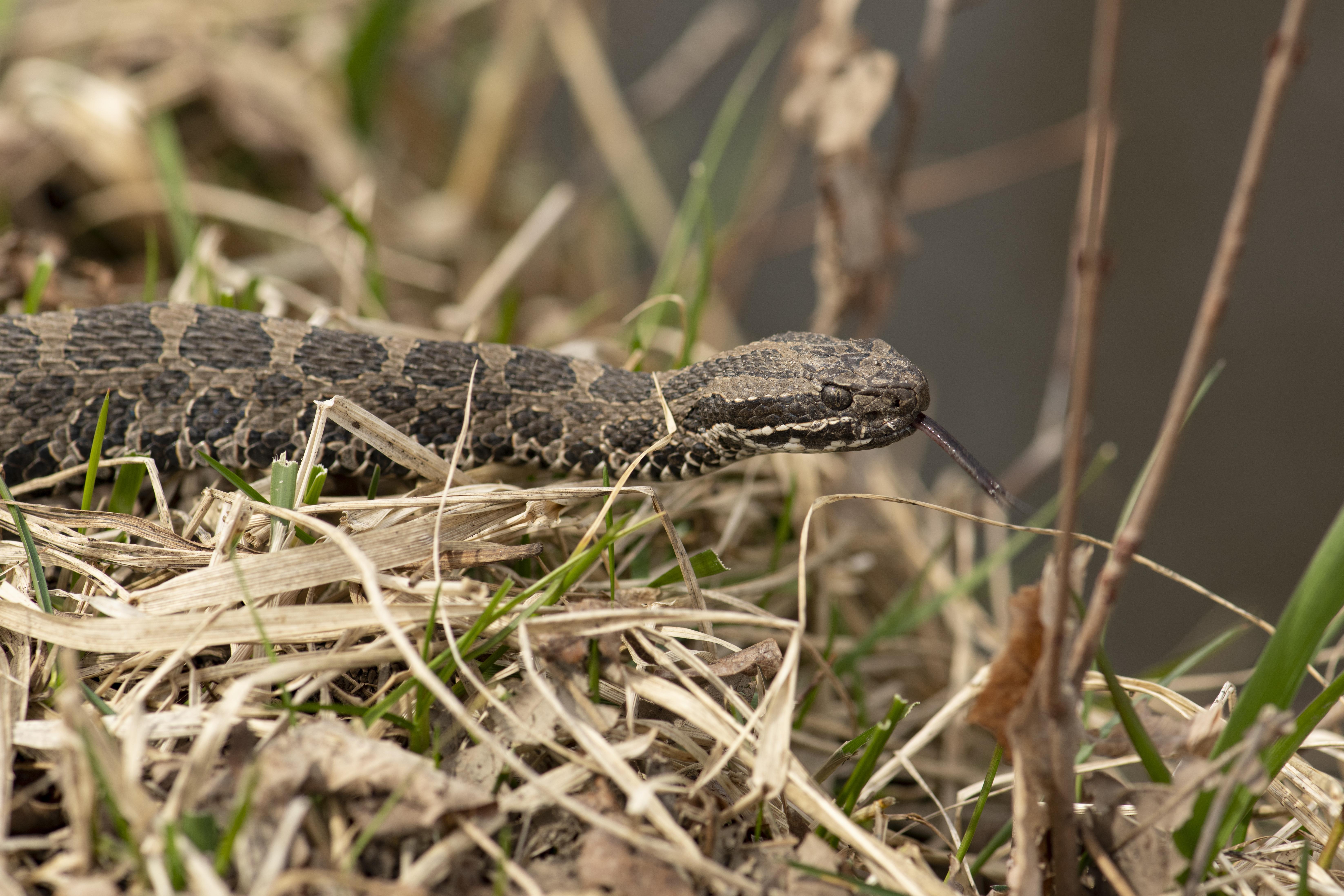 Eastern massasauga rattlesnake