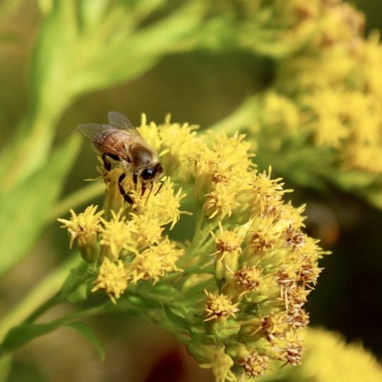 Goldenrod with bee on it