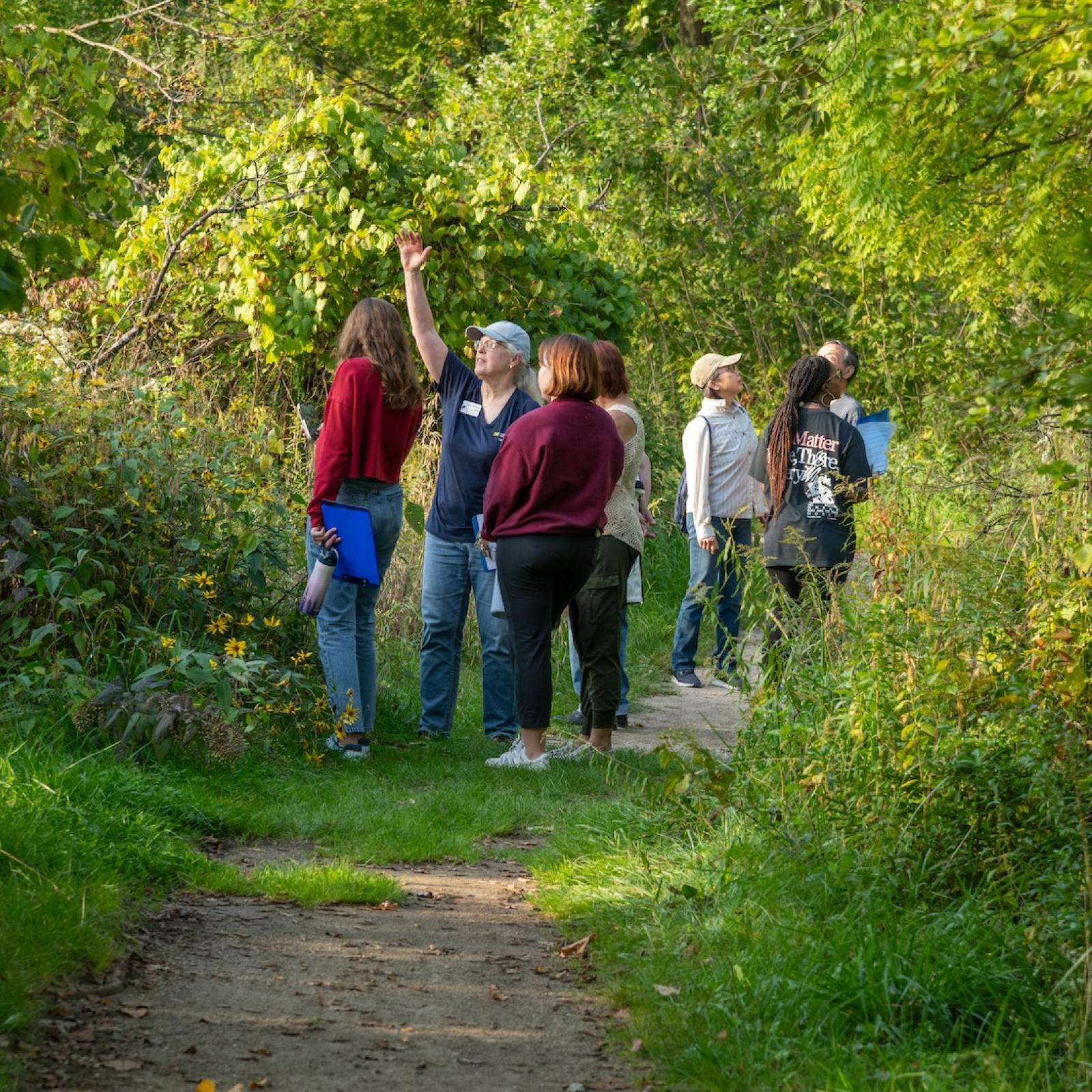 people on wonder walk on trail looking up at trees