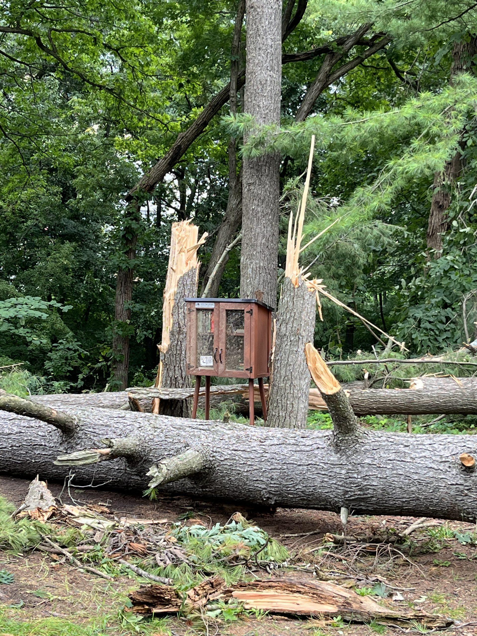 little free library in arb stands between several broken trees
