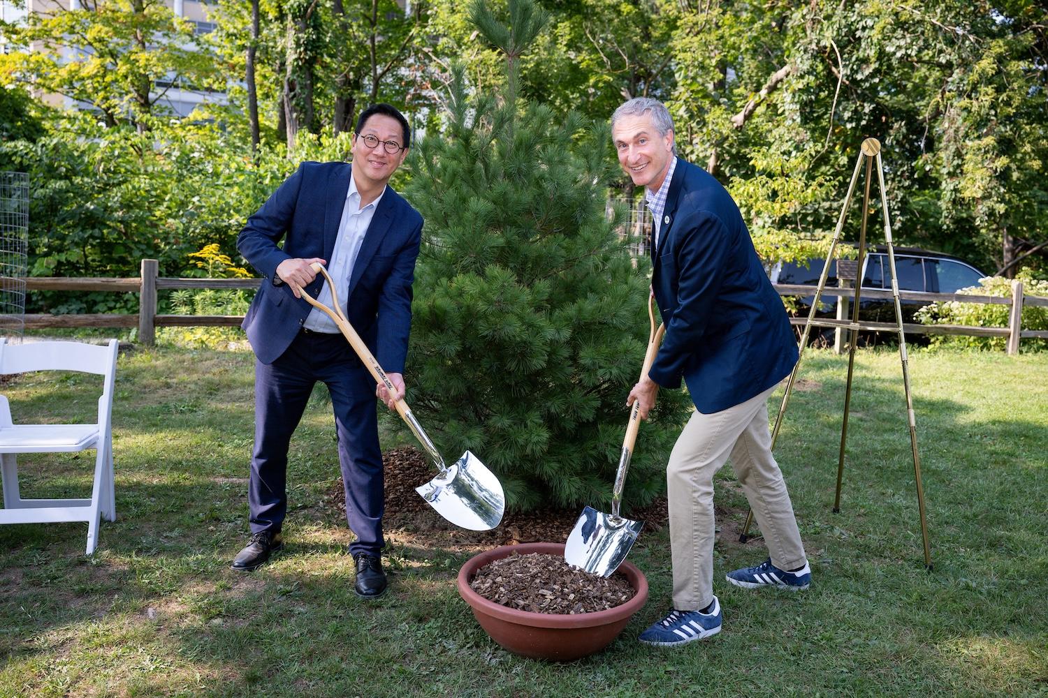 President Ono and Mayor Taylor use shovels to add last bit of mulch to a newly planted white pine tree