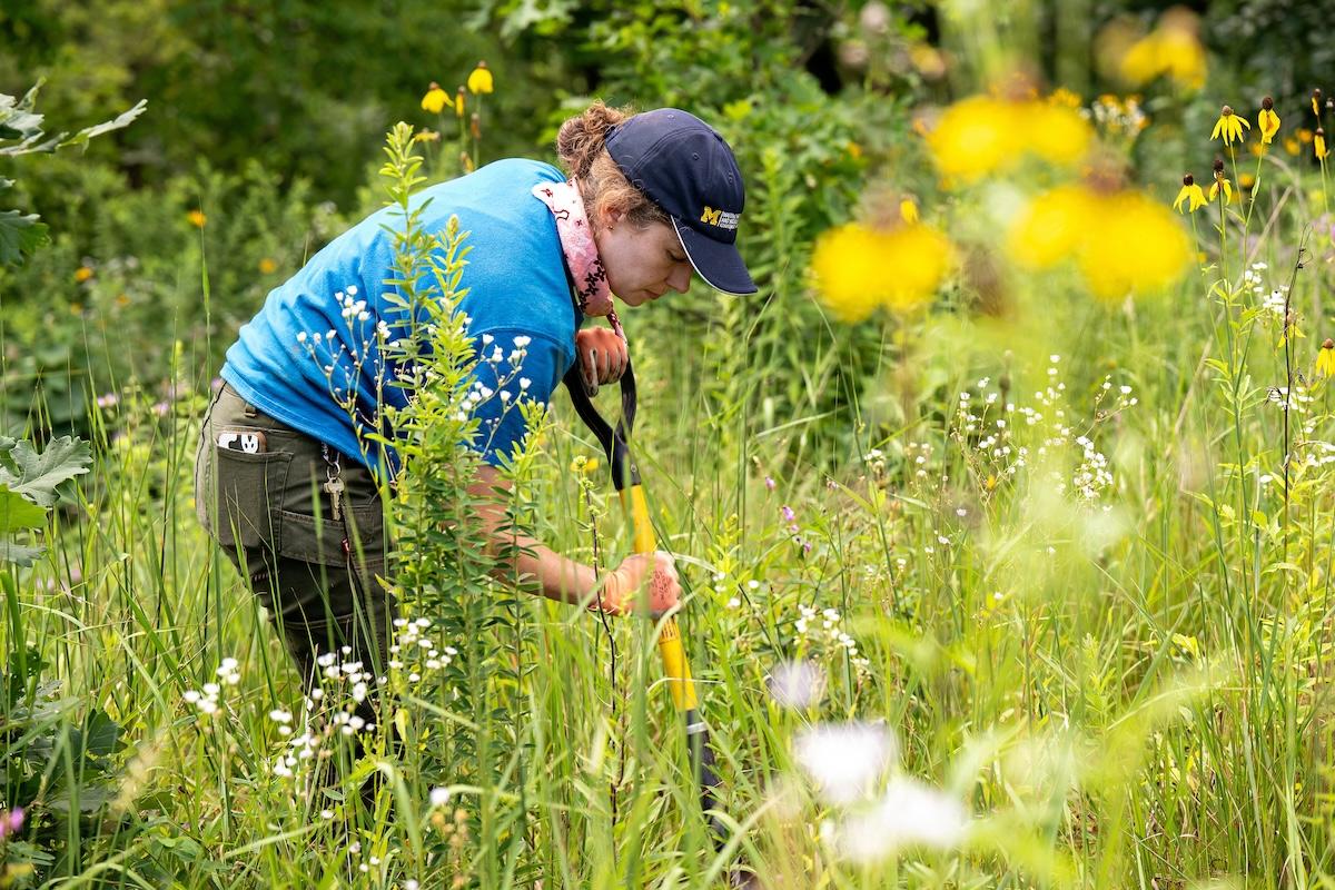 Calla working in native plant garden with a large shovel