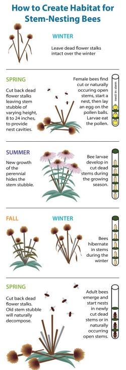 graph showing how bees nest in stems over winter