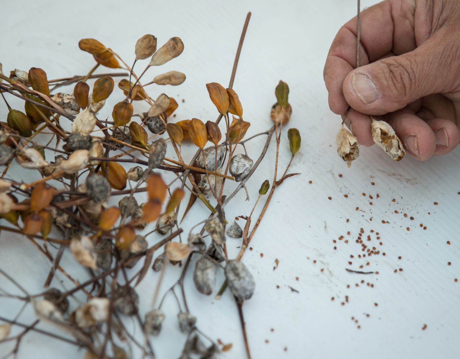 A hand separating seeds from dried flowers