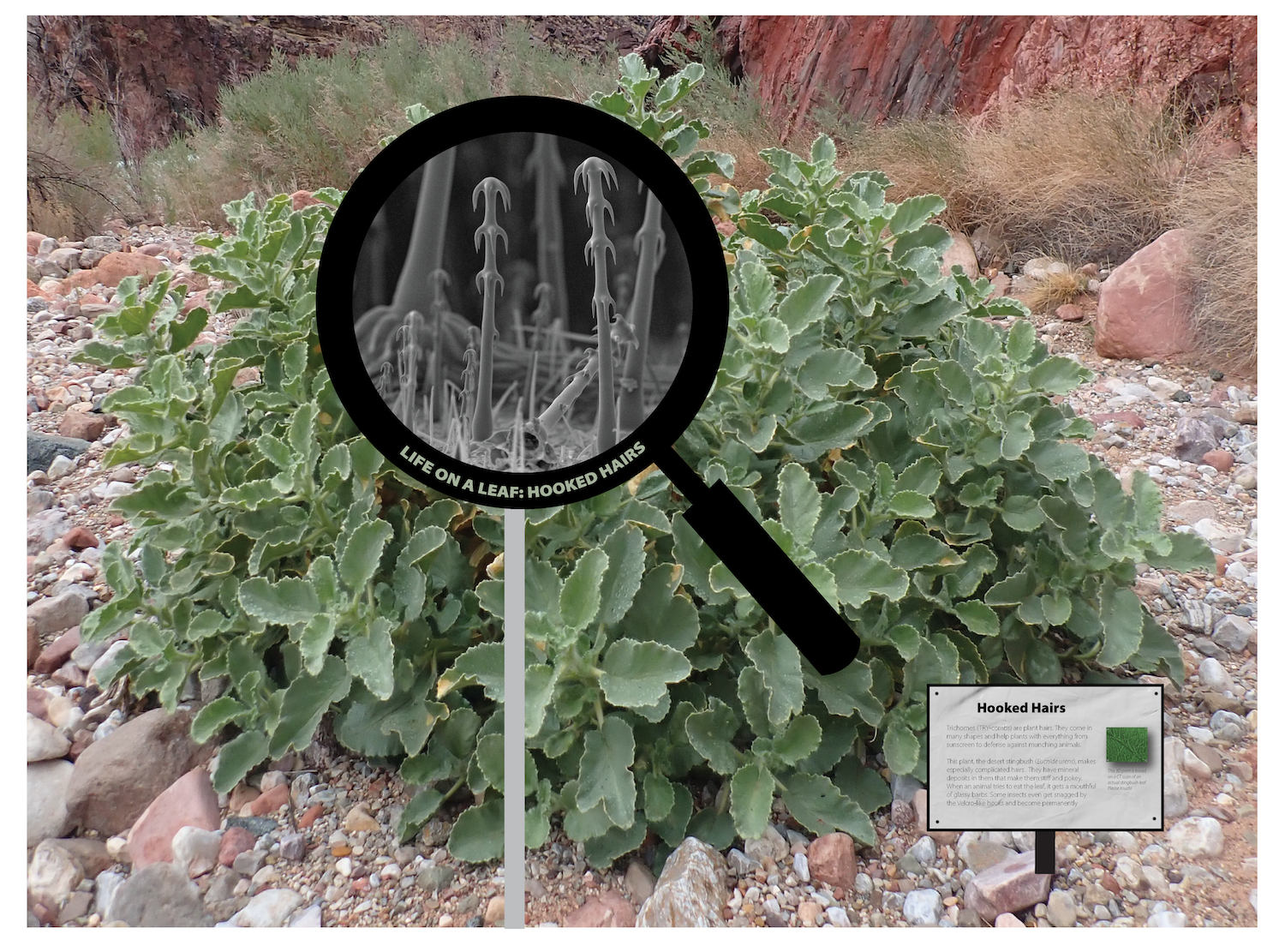 a plant with a magnifying glass in front of it showing magnified leaf