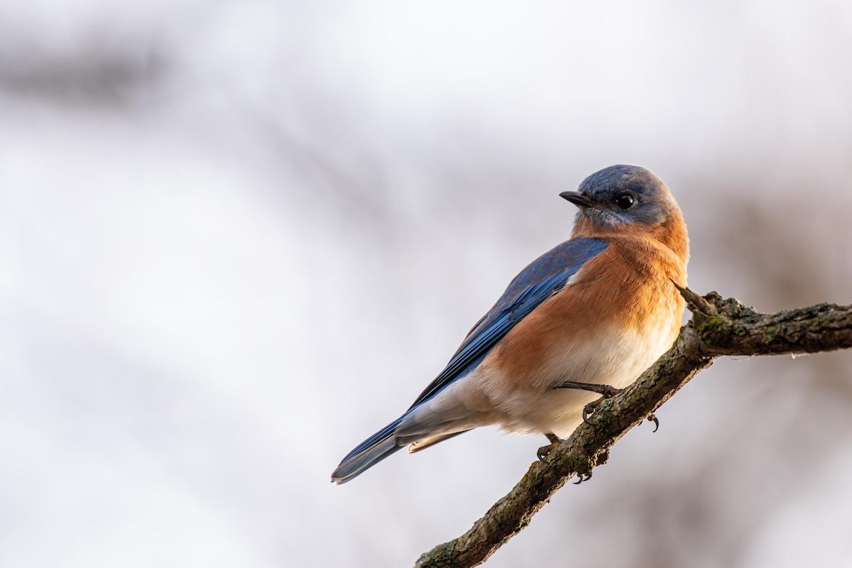 blue bird on a leafless branch