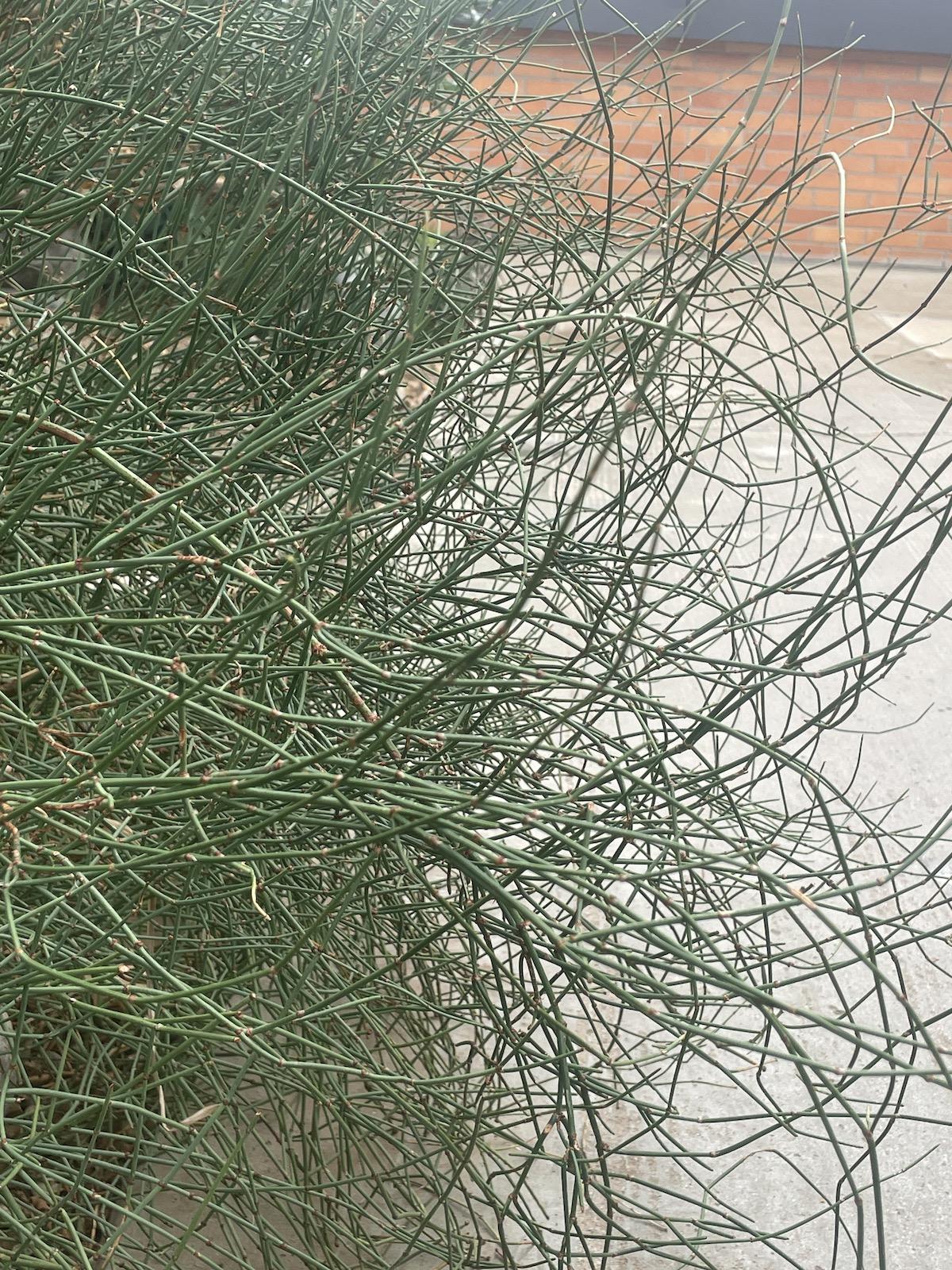 Mountain Jointfir (Ephedra viridis)