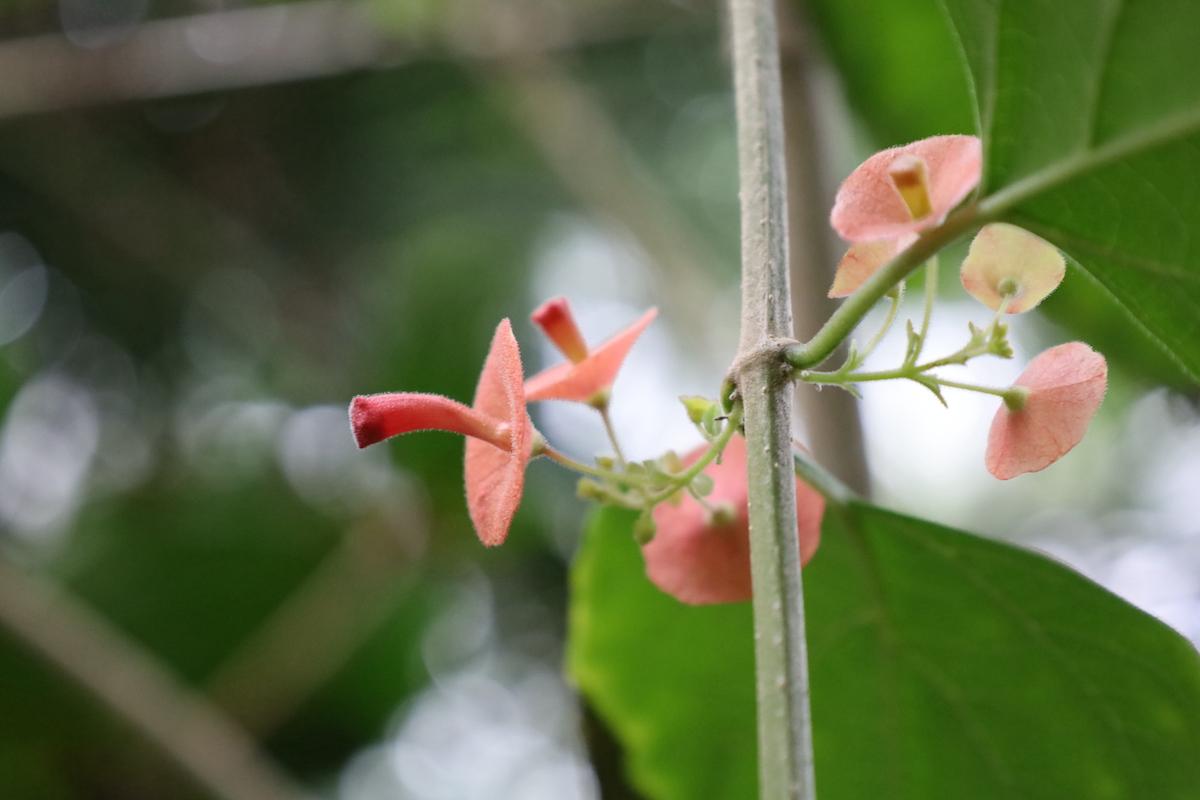Cup-and-saucer plant (Holmskioldia sanguinea Lamiaceae)