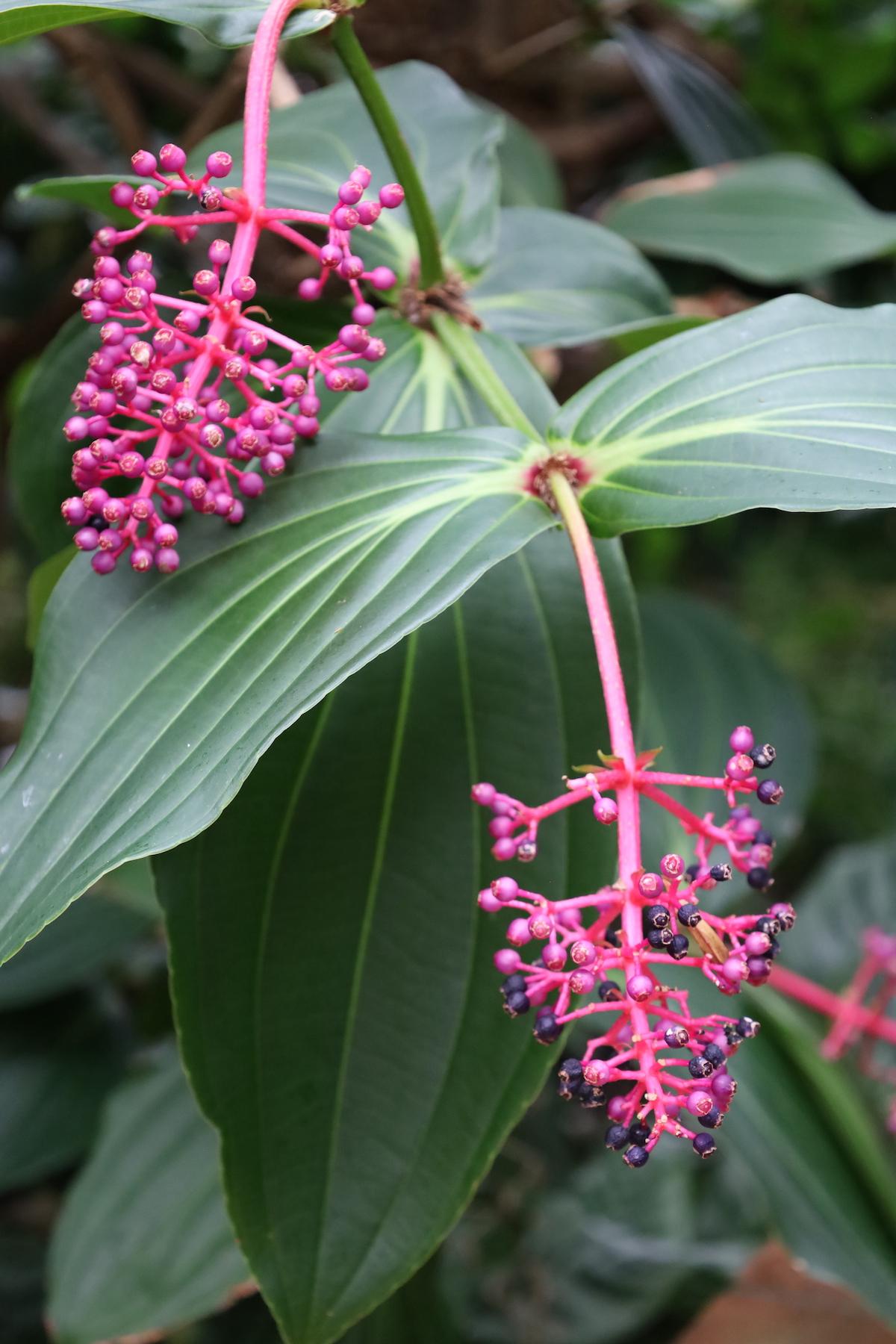 Showy Medinilla - pink flowers