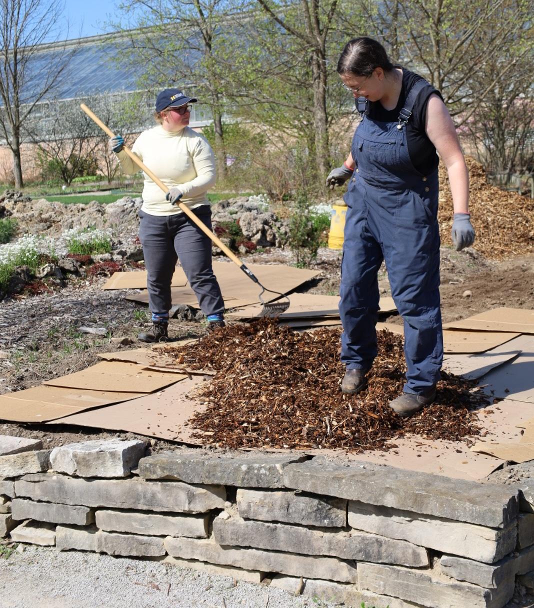 two people spread much over cardboard in garden