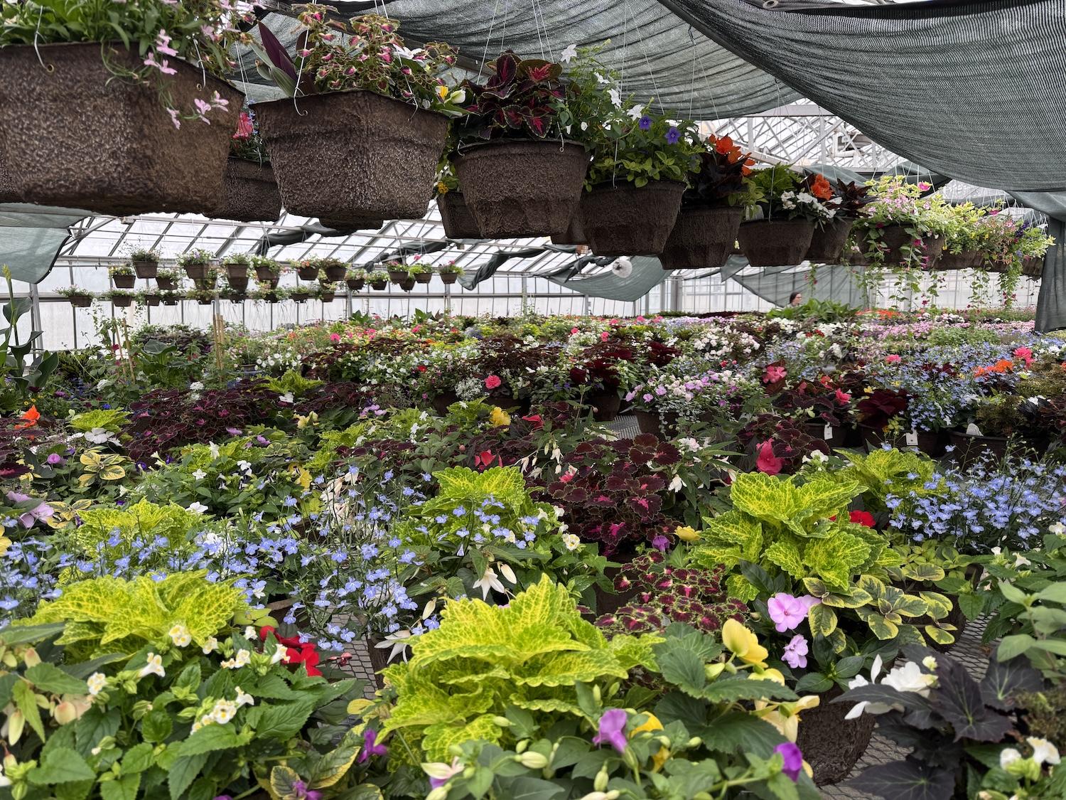 greenhouse filled with annuals for plant sale