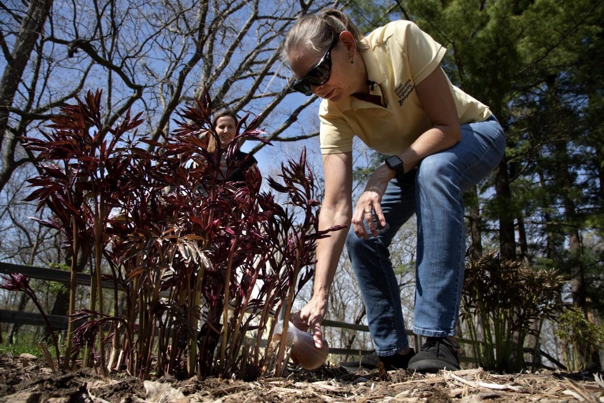 UM civil and environmental engineering professors Nancy Love and Krista Wigginton apply human urine-derived fertilizer to beds of peonies at Nichols Arboretum