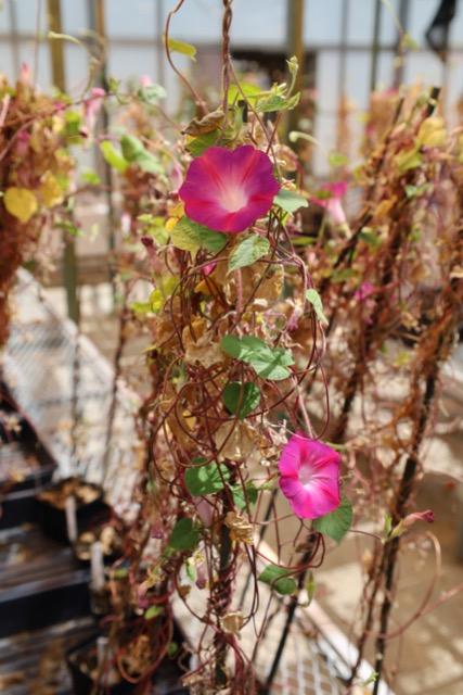 morning glories in greenhouse