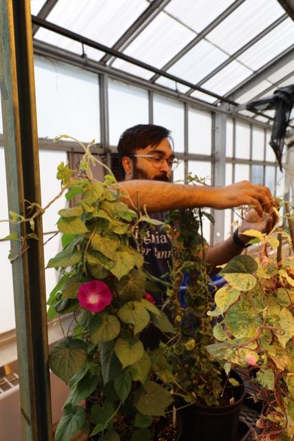 Dr.Inam Jameel in greenhouse with morning glory plants