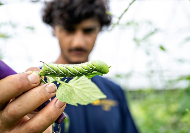 person holdingtomato plant leaf with hornworm on it