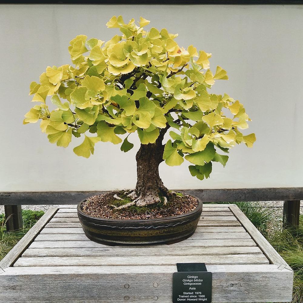 ginkgo bonsai in pot