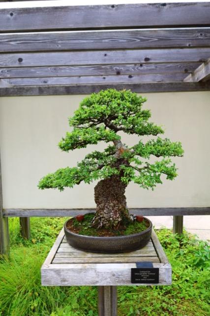 bonsai in brown pot