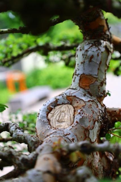 section of bonsai tree with a hole patched