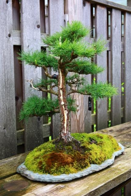 a larch bonsai with a deadwood part