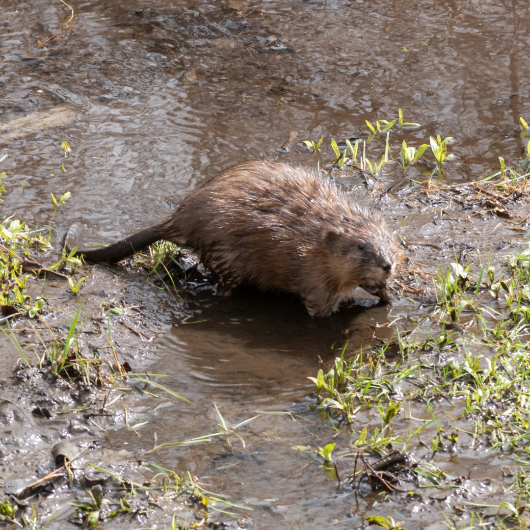 beaver in fleming creek