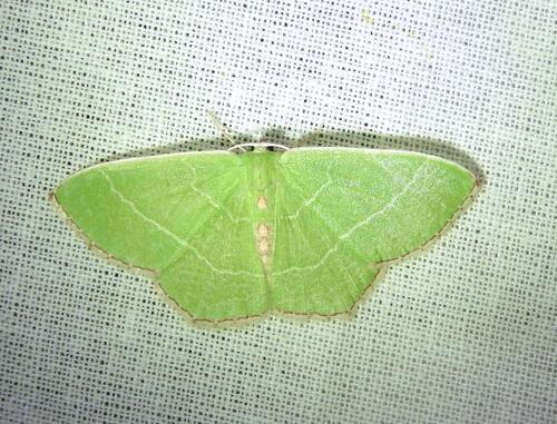 Red-fringed Emerald moth
