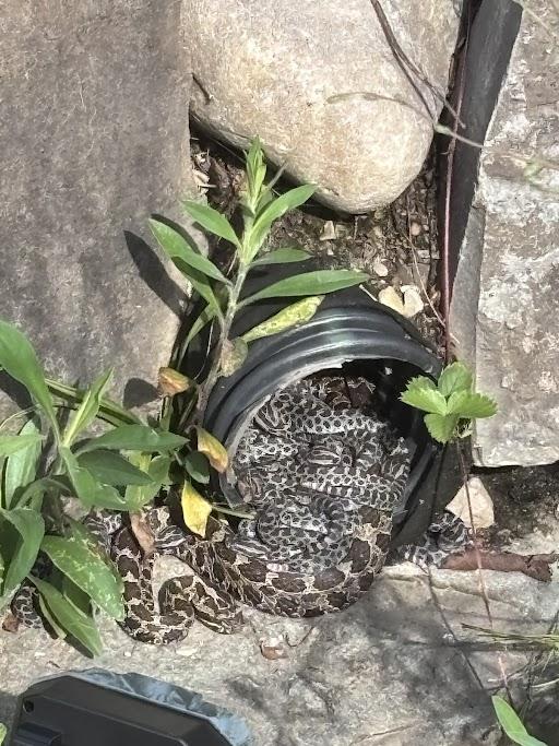 snakes in a drain pipe
