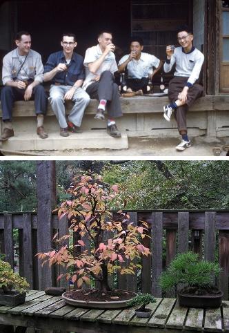 grou p photo including Jack, image of one of the hornbean bonsai below