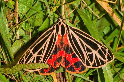 Virgin Tiger Moth (Apantesis virgo)  on green grass