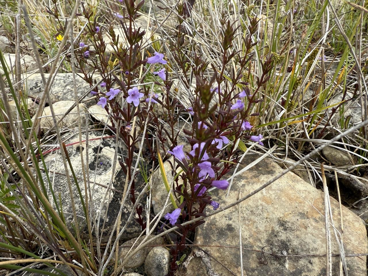 Limestone Calamint Blooming on a cobble shore of Lake Michigan