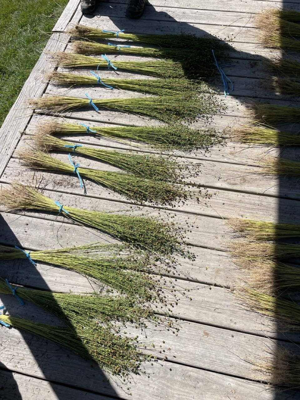 Freshly harvested flax bundles.