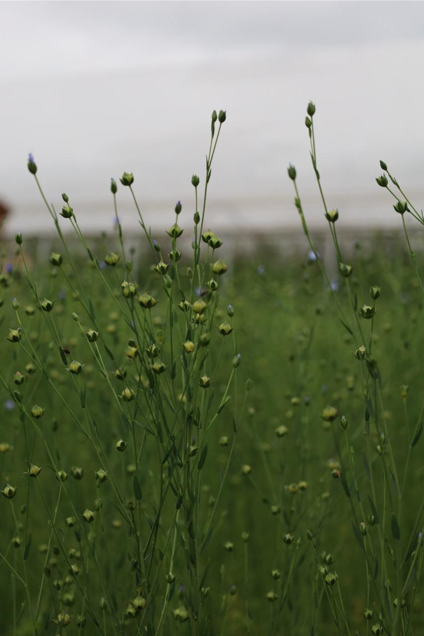 Flax in bloom