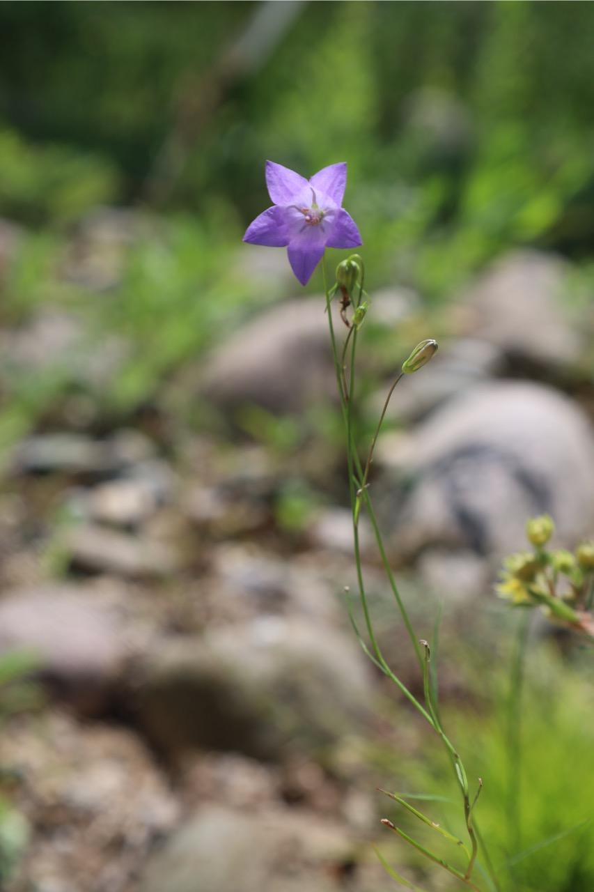A harebell flower blooming in the Great Lakes Gardens. 