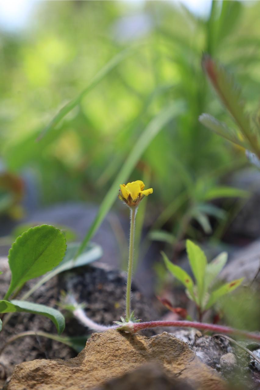 small yellow silverweed flower