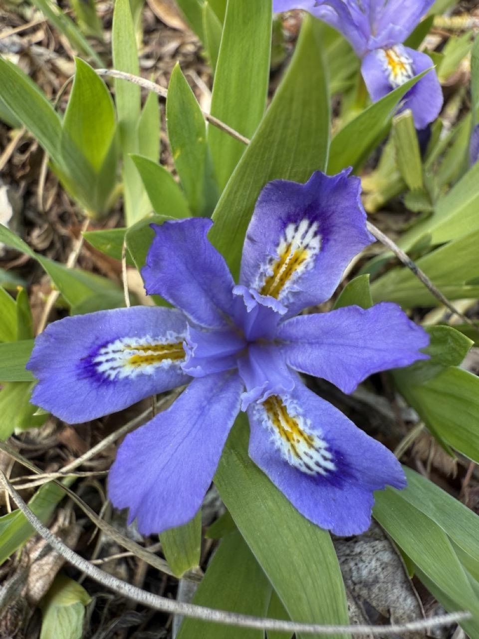 Dwarf Lake Iris blooming in its natural Great Lakes habitat