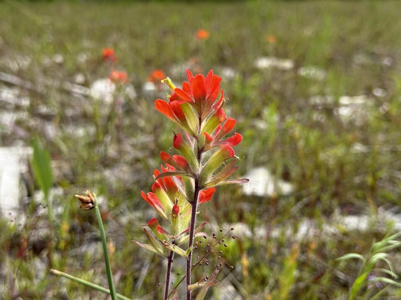 paintbrush flower blooming in its natural habitat along the shores of Lake Michigan.