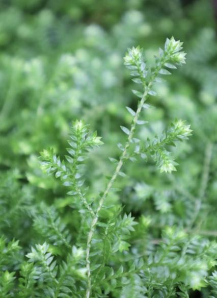 Selaginella kraussiana, a small carpet-forming fern, grows low, covering swathes of the conservatory beds in the tropical house.