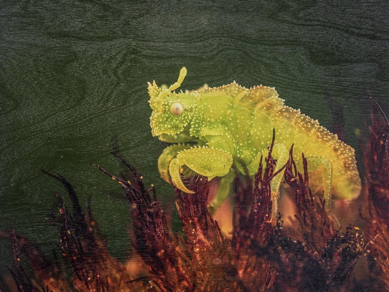 green insect magnified to show texture and body