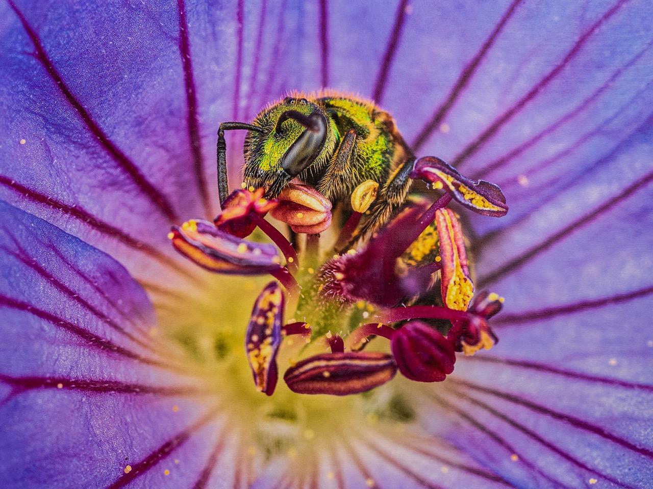 Enlarged image photo of a bee on a purple flower