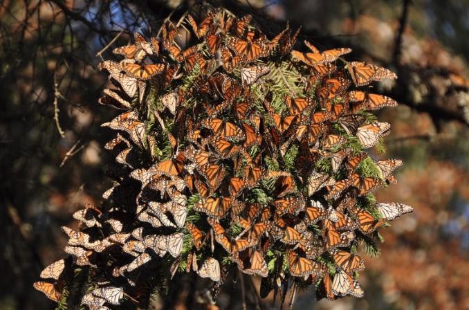 A large mass of migrating Monarchs on a tree in Mexico